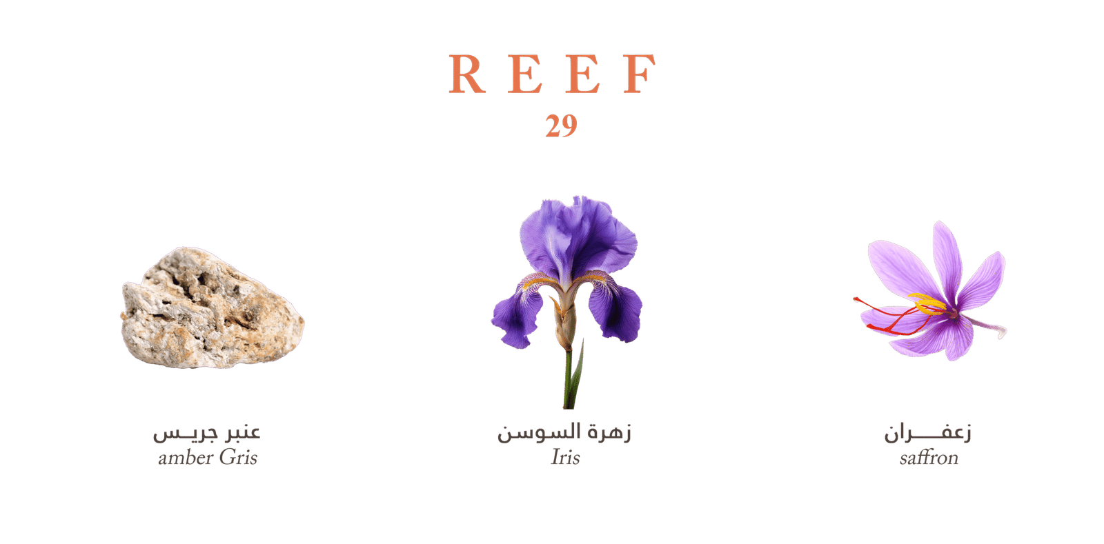 Reef 29 Perfume by Reef - 100ml | Unisex
